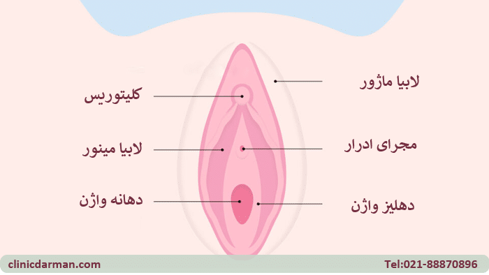 بخش خارجی vagina